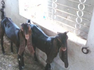 اٹک، نواحی گائو ں شکر درہ میں بکریاں چور گروپ متحرک